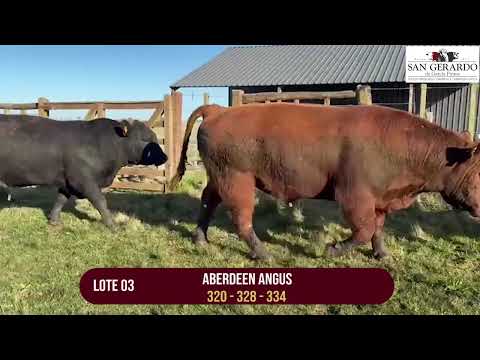 Toros Angus – Lote 3 | Remate San Gerardo en Florida – 1° Octubre