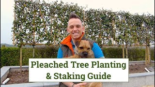 Pleached Trees Planting & Staking Guide