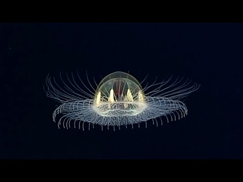 VIDEO! &rdquo;Ce e asta?&rdquo; Unii s-au speriat că ar fi un OZN. Un clip cu o meduză a reușit să st&acirc;rnească uriașe controverse