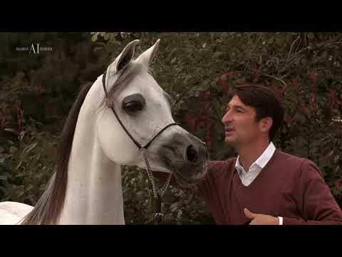 🌹 OBAYANA K.A. 🌹(ESPESSIVO K.A. x ODALIS DE NAUTIAC), 2014 Mare