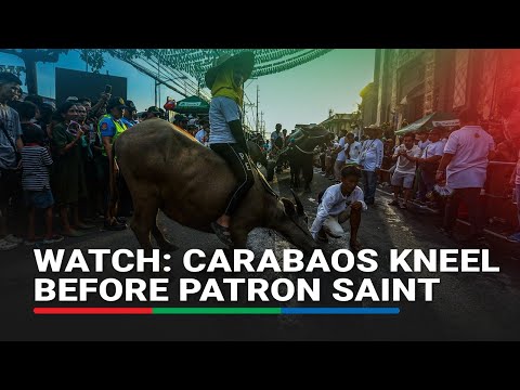 WATCH: Carabaos kneel before patron saint