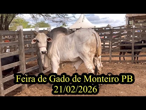 Feira de Gado de Monteiro PB 20/02/2026