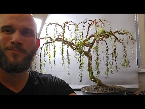 Weeping Willow Bonsai Tree Cutting Then & Now