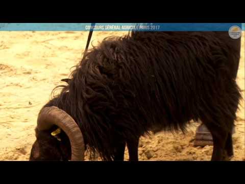 Voir la vidéo : Ring Ovins et Caprins du 25 février 2017