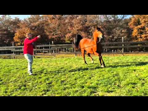 Zafiraah Al Nadeera 2016