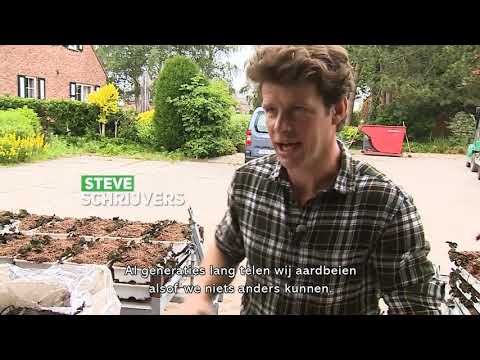 Hoogstraten aardbeienteler Steve Schrijvers | Coöperatie Hoogstraten