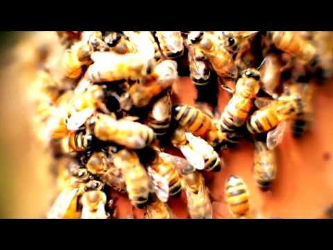 Wood Spirit - Mario Mariani (Official Music Video)