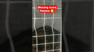 Download lagu musang viral suara ketawa kuntilanak mp3 Download lagu musang viral suara ketawa kuntilanak mp3