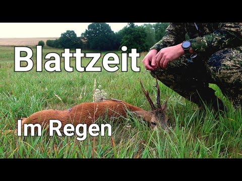 2 STARKEN böcken, Eine Erfolgreiche Blattjagd in schlechtem Wetter 2023 Teil #hunting #jakt #jagd
