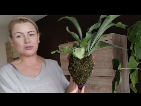 Moose antlers on a board, what's new with the plants from the tent...🌱