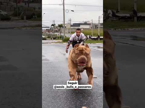 Hulck um dos melhores Pit monster do Brasil.. #dog #merle #brasil #xxl #pitbull #deuséfiel