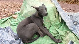 Booboo angry #pets #animals #puppy