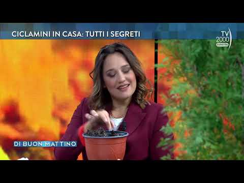 Di Buon Mattino, 28 settembre 2022   Curare i ciclamini in autunno