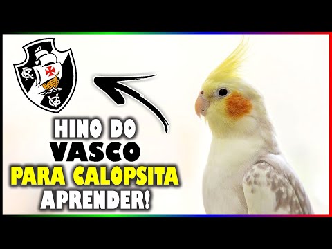 ASSOBIO CALOPSITA - HINO DO VASCO PARA TREINAMENTO!