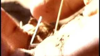 Heysátan - Sigur Rós