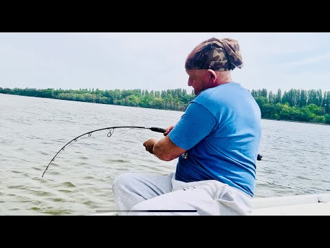 Rövid harcsa kuttyogatás a Dunán 2 kapással!