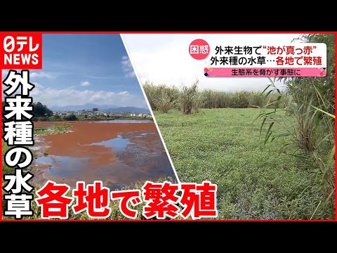 アゾラについて詳しく解説