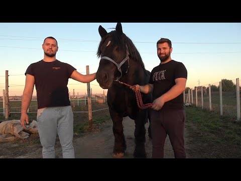 Caii lui Marius de la Turda, Cluj - 2024 Nou!!!