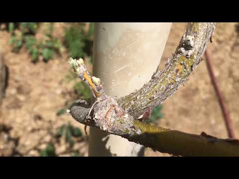 園芸 アメリカンウィステリア、テキサスウィステリア