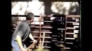 preview picture of video 'Saneamiento toros de lidia.'
