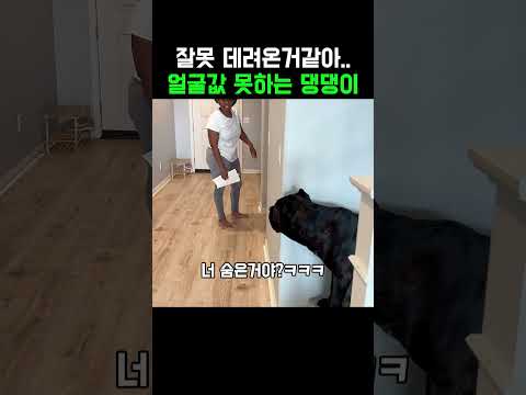 잘못 데려온거같아..얼굴값 못하는 댕댕이