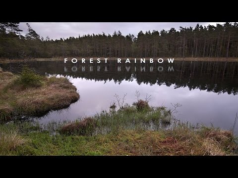 Forest Rainbow