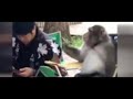 Funny Funny Videos Monkey Funny Videos About Corona