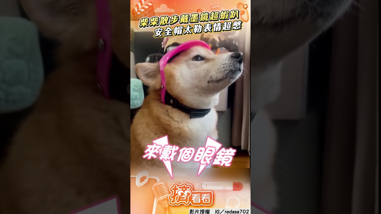 影音/柴柴散步戴墨鏡「超蝦趴」! 安全帽太勒表情超憋!