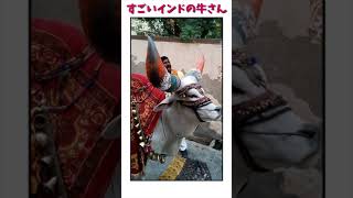 🇮🇳インドの牛さんがおもろいな！🐮 #インド#インドの  #インドのマニちゃん#ヒンディー語 #マニちゃん