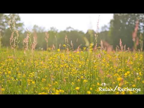 Summer Meadow - 10 HOURS!! - Relax & Recharge.