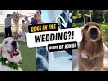 Dogs In Weddings Cutest Dogs Of Honor Walk Down The Aisle