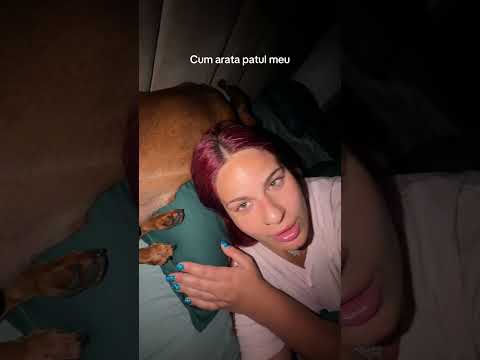 Un somn obisnuit cu teckeii