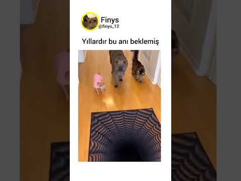 Yıllardır Bu Anı Beklemiş #keşfetbeniöneçıkar #keşfet #keşfetteyiz #mizah #komikvideolar