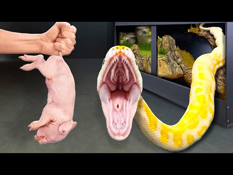 Feeding All My Giant Snakes!