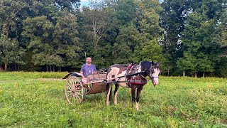 Episode 114 - Our New Meadowbrook Cart: Perfect for Our Draft Horse Cross!