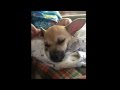 Pip: Chihuahua Rescue 