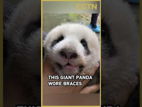 This giant panda wore braces to fix his crooked jaw. It worked.