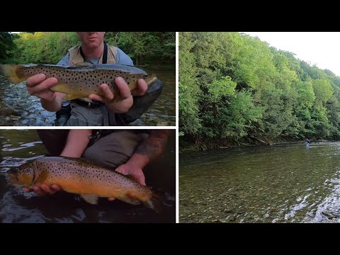 Freestone WILD Brown Trout | Dry Fly Fishing The BATTENKILL