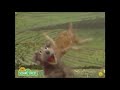 Classic Sesame Street The Great Do Op Hop Mashup