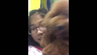 Musical.ly : Gangster-PJ #talkingpuppy83