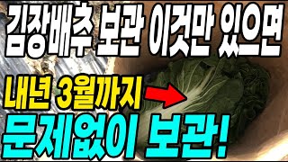 김장배추보관 이것만 있으면 내년3월까지 문제없이 보관! 초간단 꿀팁방법