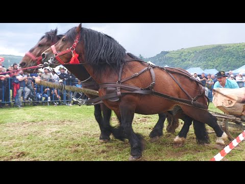 Cai de tracțiune locul 1 la Gilău - Cluj proba de dublu Valentin Preda 10 Iunie 2023