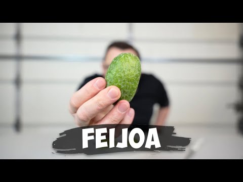 FEIJOA Taste Test