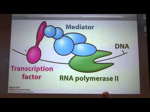 50.  Kevin Ahern's Biochemistry - Gene Expression II