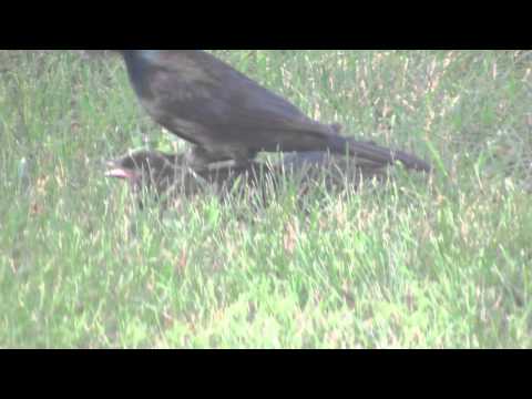 Mother Bird Resuscitates Fledgling After Found in Pool