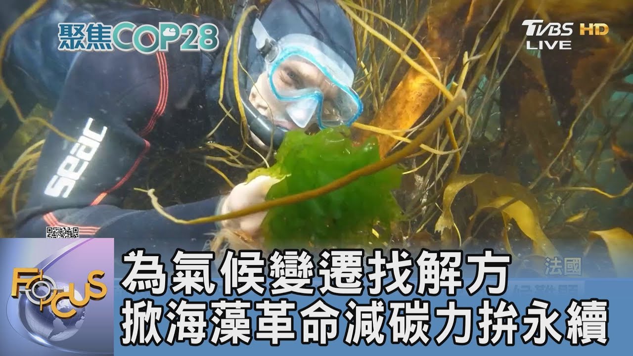 為氣候變遷找解方 掀海藻革命減碳力拚永續