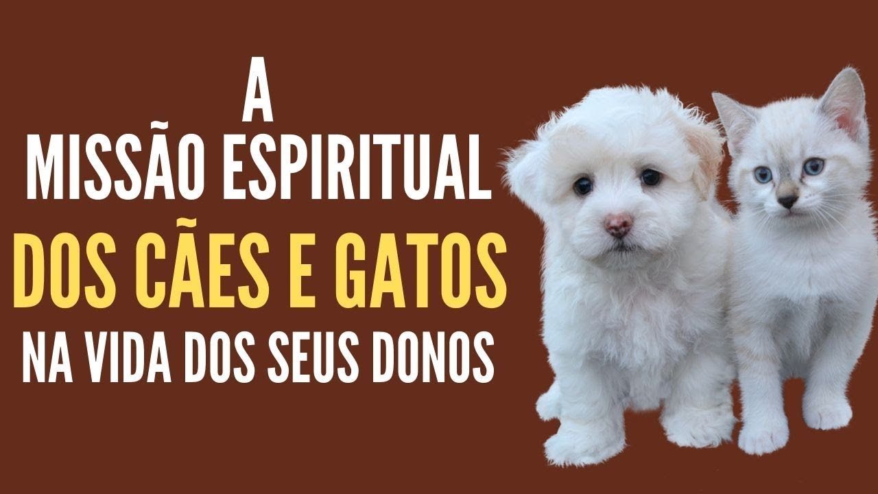 A missão espiritual dos cães e gatos na vida dos seus donos | Místico Zen