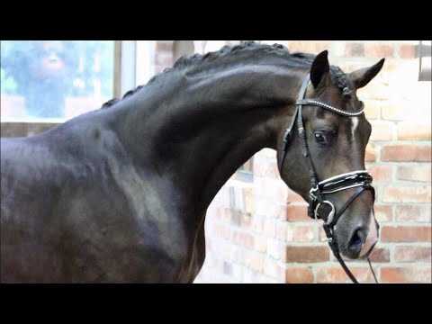 2019 Hannoveraner Hengst von SECRET www.sporthorses-online.com