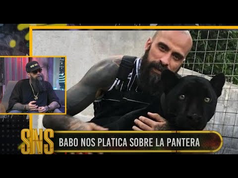 Babo cuenta la mala experiencia con su pantera | MSQSNS