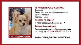 Пропала собака